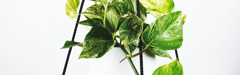 世界杯球迷观赛盛况 - 看台上挥舞旗帜的球迷